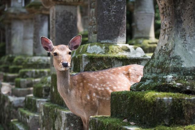 Svätyňa Kasuga Taisha plná lampiónov a krotkých srniek. foto : 