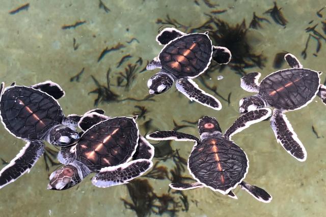 V oceánoch žije 8 druhov korytnačiek, z toho na Srí Lanke až 5 