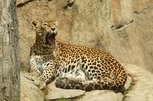 Najväčšia šanca v Ázii vidieť leoparda v prírode.
foto: archív 