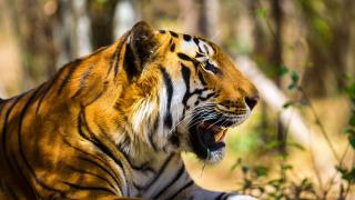 India - zlatý trojuholník a tigrie safari