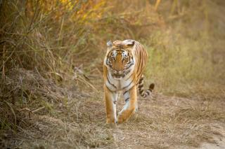 India - zlatý trojuholník a tigrie safari