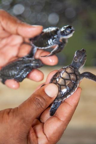 V oceánoch žije 8 druhov korytnačiek, z toho na Srí Lanke až 5 