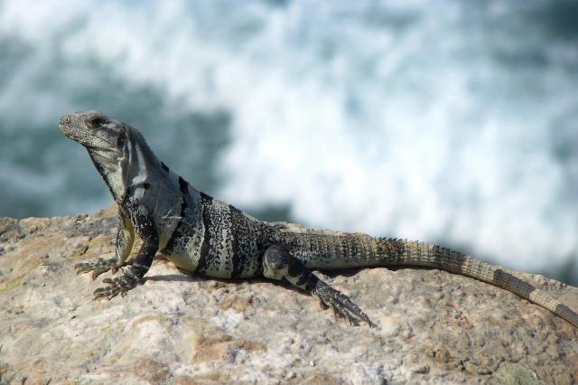 Cancúnska fauna.