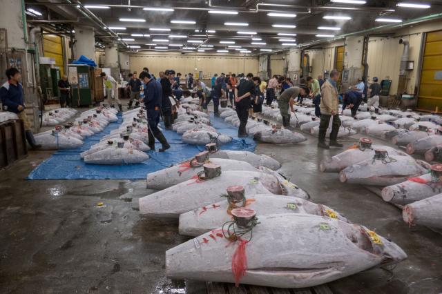 Tsukiji market je najslávnejší rybí trh na svete. Foto: Martin 