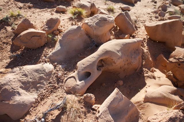 Pozostatky dinosaura. foto: Ľuboš Fellner - 