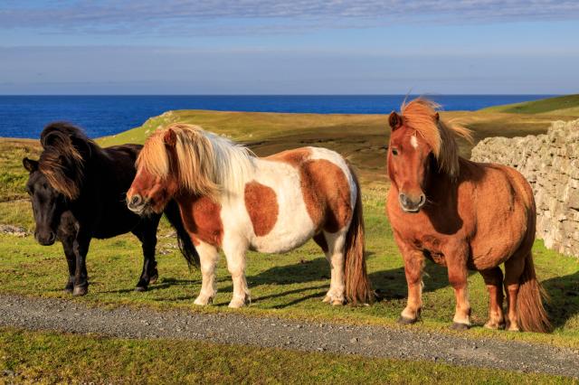 Tradičné shetlandské poníky
Foto: Martin Zeman, 