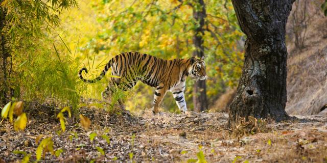 /uploads/usr/10908/zajazdy/india/tiger-bandhavgarh-utc.jpg
