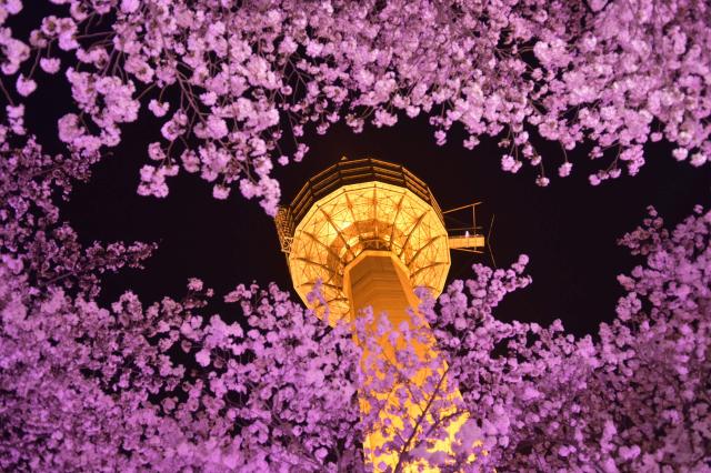 N Seoul Tower. foto:  - archív