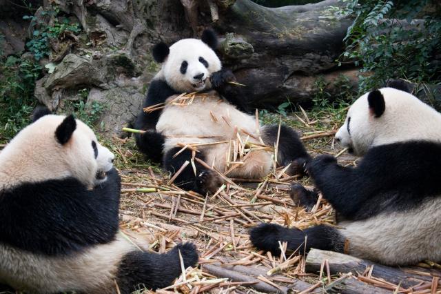 Od Veľkého Čínskeho Múru k pandám (Z Pekingu do Chengdu)