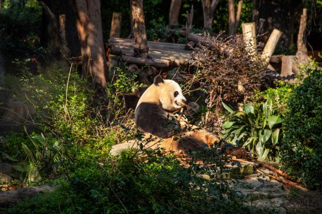 Neďaleko mesta Chengdu sa nachádza najväčšia rozmnožovacia stan