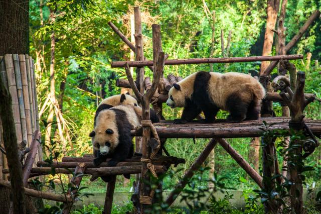 Pandy v Chengdu. foto: Samuel Klč - 