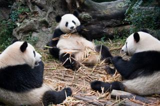 Od Veľkého Čínskeho Múru k pandám (Z Pekingu do Chengdu)