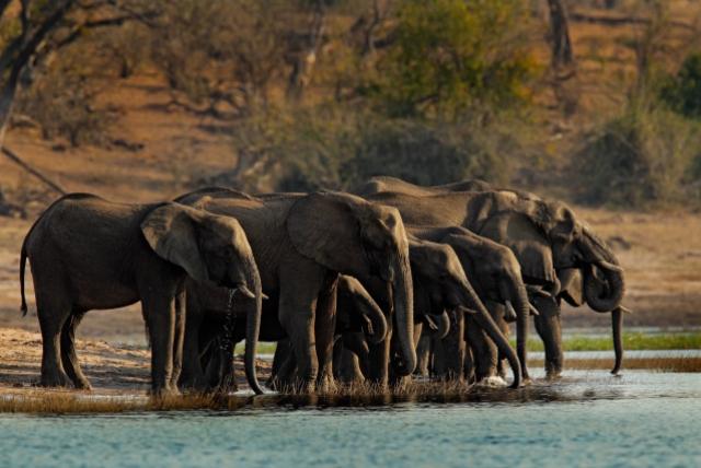 Národný park Chobe je oblasť s najväčšou koncentráciou slonov n
