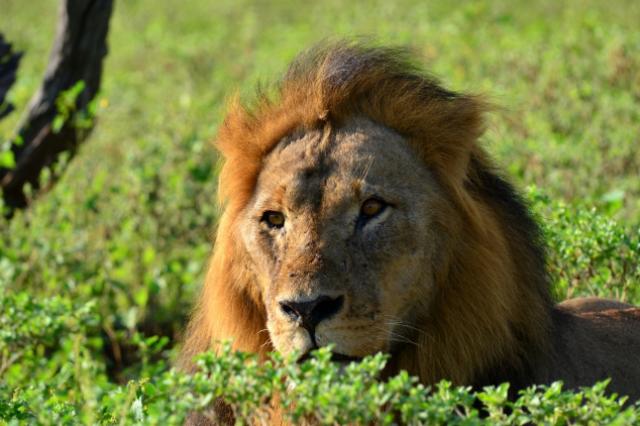 Chobe je vynikajúcou destináciou pre fotografovanie v divočine