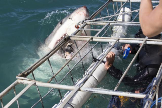 Pozorujeme najväčšieho predátora svetových oceánov Veľkého biel