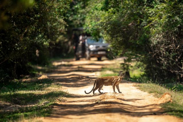 Národný park Yala je známy množstvom leopardov. Uvidíme ho aj m
