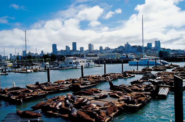 San Francisco - kolónia uškatcov na móle 39