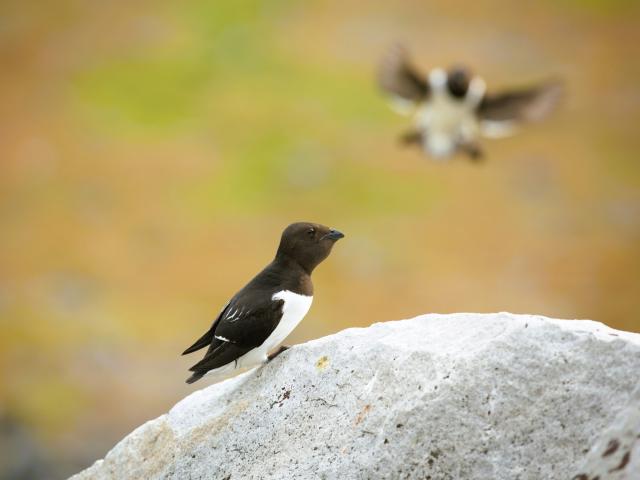 Pokúsite sa nafotiť svoje najkrajšie fotky z Arktídy? Foto: arc