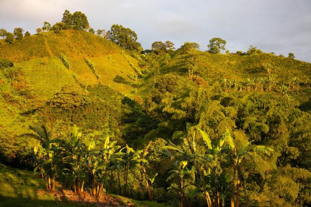 Kávová plantáž, kde sa pestuje na 100% iba arabica. TU v Quindi