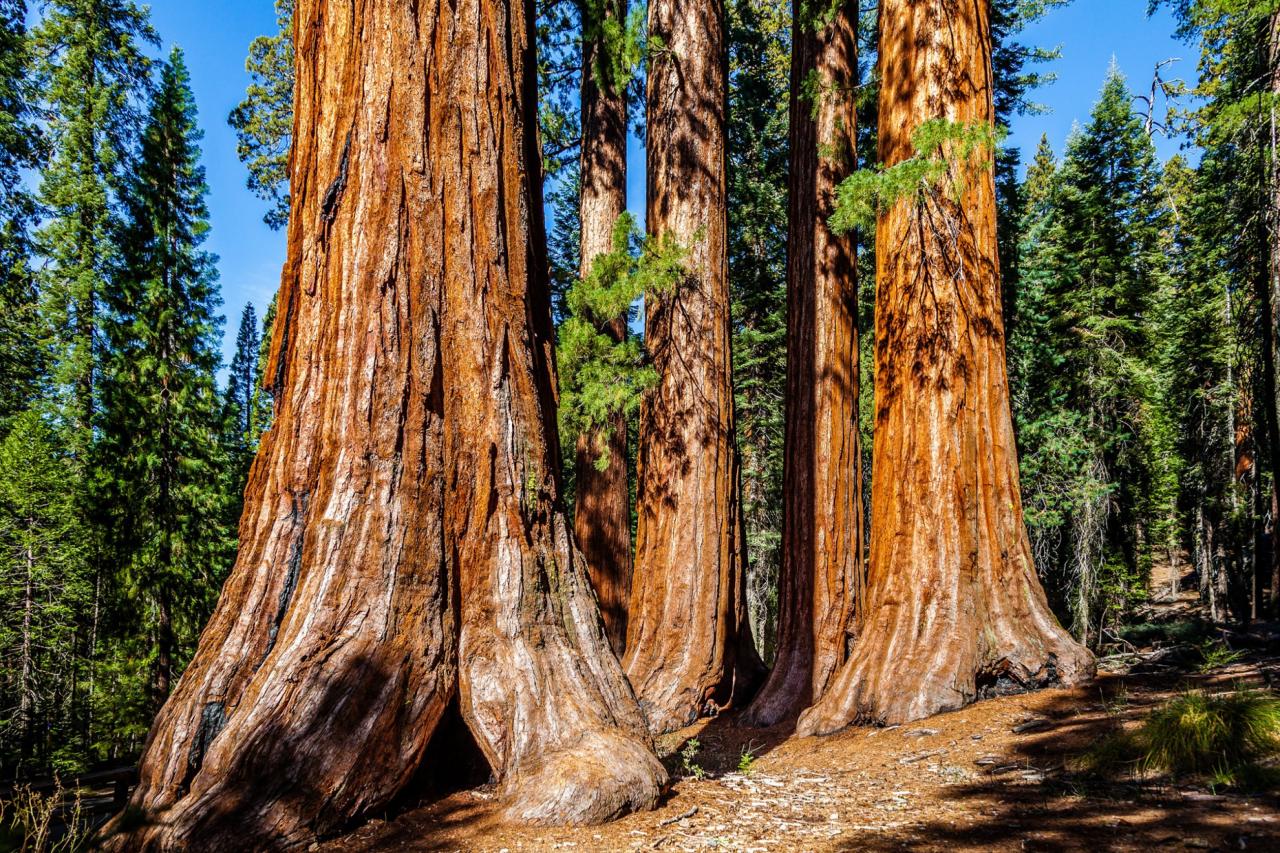 Yosemite NP - v parku nájdeme aj sekvojovce mamutie