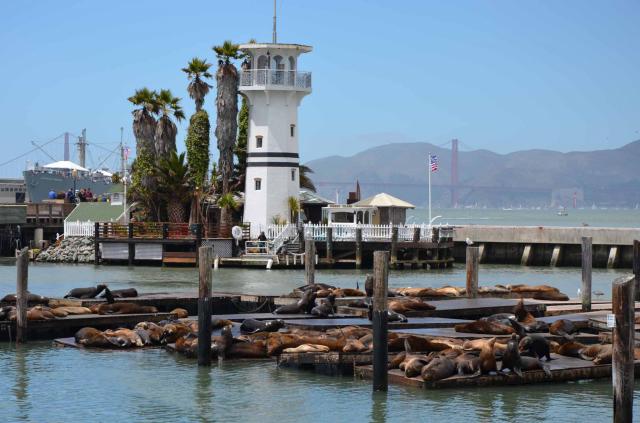 San Francisco - kolónia uškatcov na móle 39
