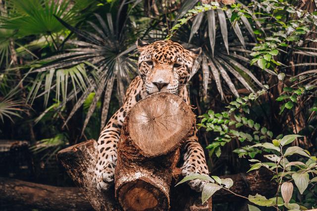 Budeme mať šťastie na jaguára? foto: Alena SPIŠÁKOVÁ – 