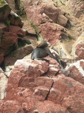 Neďaleko polostrova Paracas, oblasti, kde žila známa predkolumb