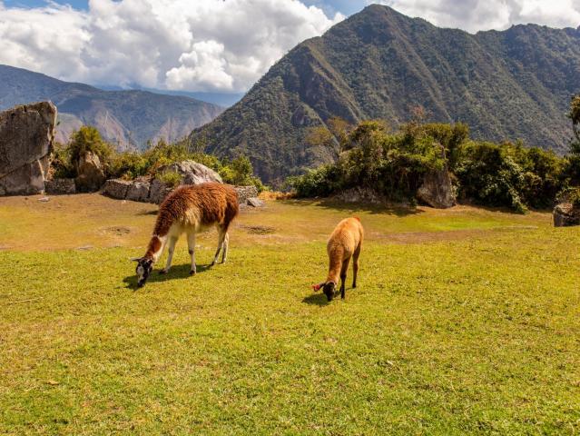 Viete, aký je rozdiel medzi vicuñou, alpakou a lamou? Foto: Lau