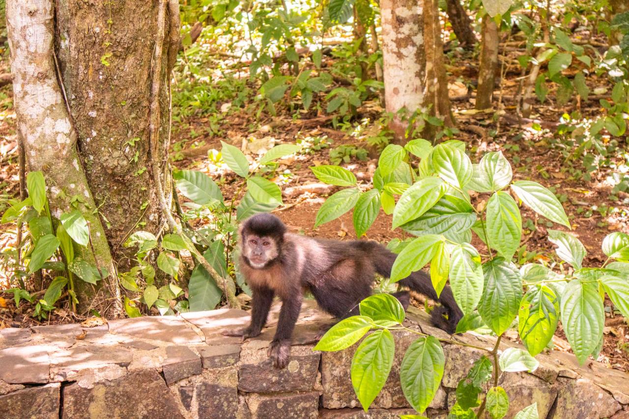 Vtáčí park Iguazú nás zoznámi s exotickými obyvateľmi týchto ko