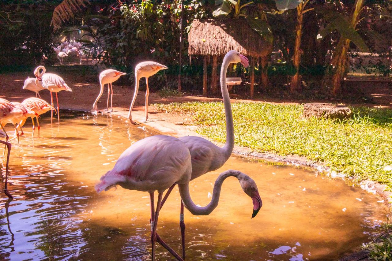Vtáčí park Iguazú, kde vtáky voľné lietajú. Uvidíme tu napr. pa