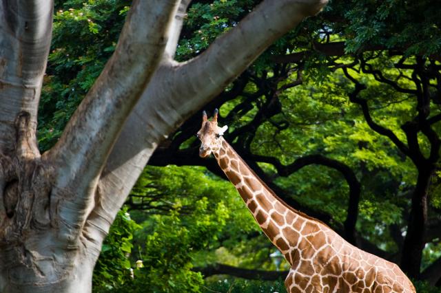 V honolulskej zoo nájdete vyše 1200 zvierat.
foto: archív 