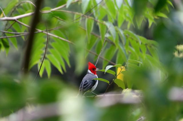 V honolulskej zoo nájdete vyše 1200 zvierat.
foto: archív 