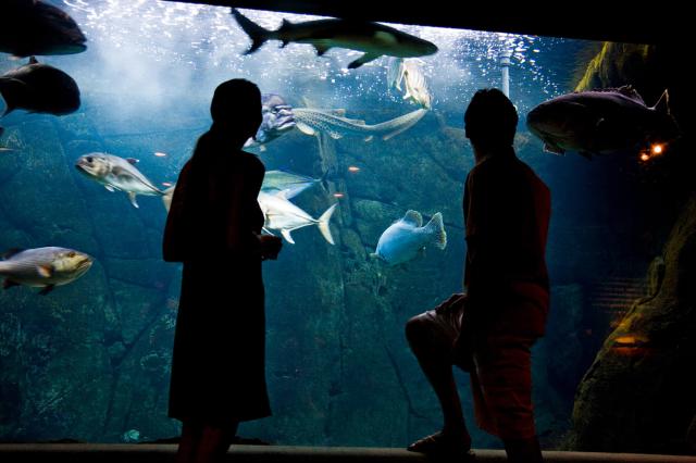Ďalšou z populárnych atrakcií na ostrove je aj Waikiki Aquarium