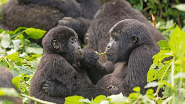 /uploads/usr/10908/zajazdy/uganda/uganda-mom-and-baby-gorilla-f
