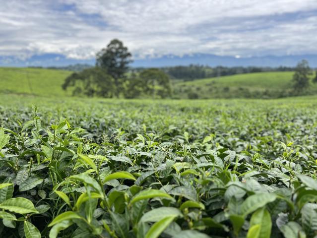 Vedeli ste, že Uganda a Rwanda patria medzi popredných producen