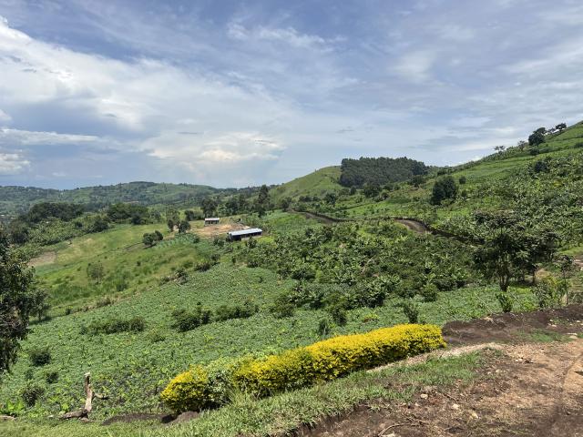 Uganda je krajina plná zelene. Foto: Nikola Deckous, 