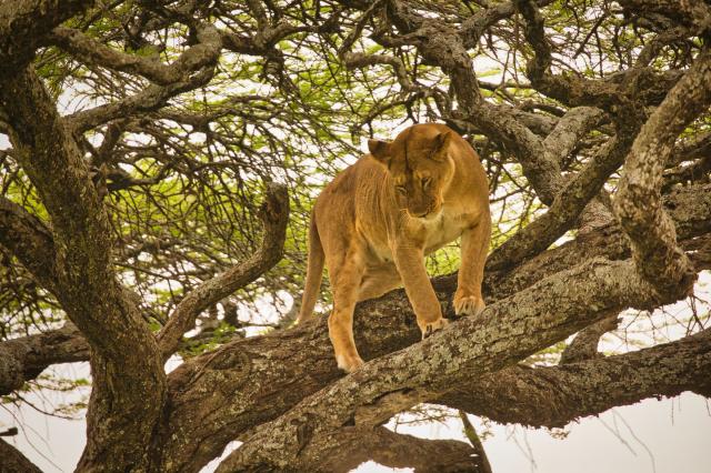 Levy na stromoch môžeme pozorovať len v málo Afrických krajinác