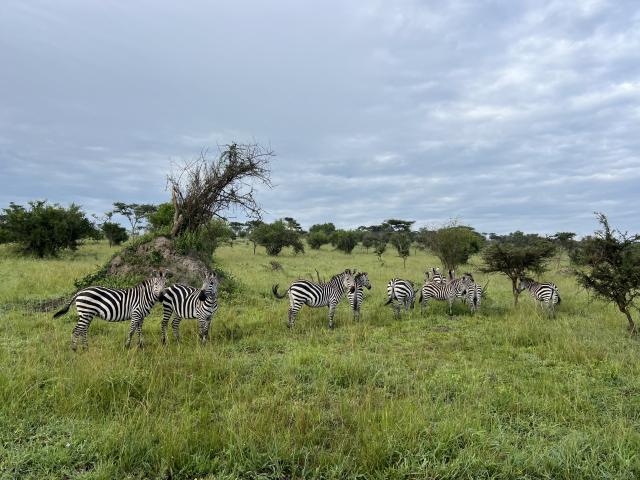 Národný park Lake Mburo je obľúbeným miestom pre zebry. Foto: N