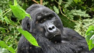 Uganda – divočine tvárou v tvár