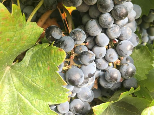 Miesto, kde sa spája vášeň vinárov s prírodou – Mendoza. Foto: 