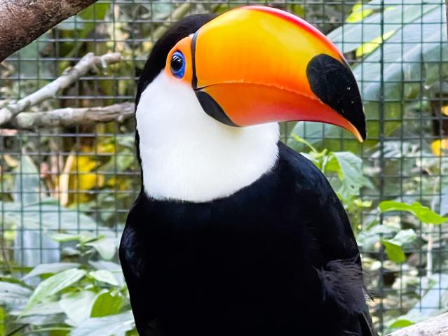 Džungľa v  okolí vodopádov Iguazu. Foto: Ľuboš Fellner - 