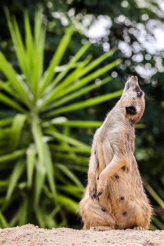 CK , autobusový poznávací zájazd, Safari park Dvor Králové a pr