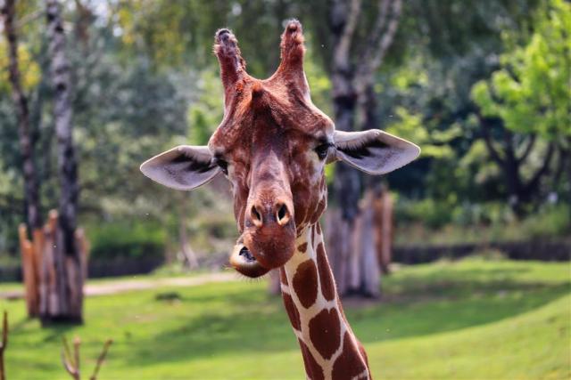 CK , autobusový poznávací zájazd, Safari park Dvor Králové a pr