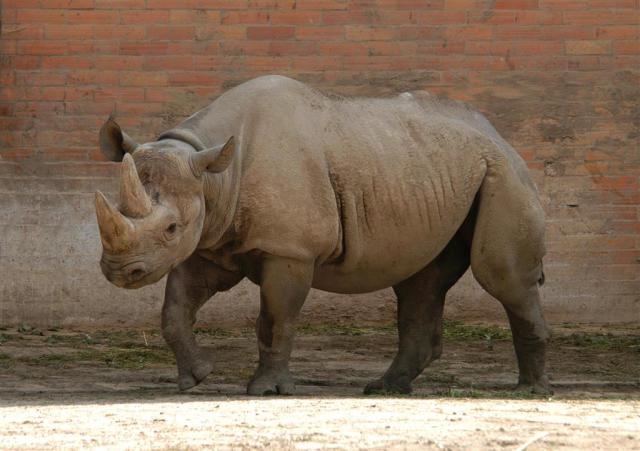 CK , autobusový poznávací zájazd, Safari park Dvor Králové a pr
