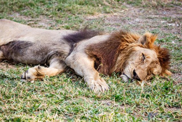 CK , autobusový poznávací zájazd, Safari park Dvor Králové a pr