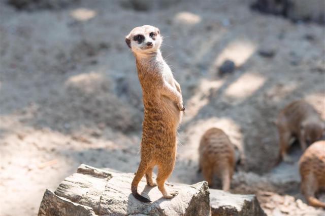 CK , autobusový poznávací zájazd, Safari park Dvor Králové a pr