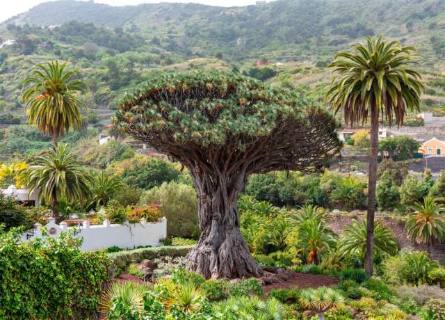 CK , Letecký poznávací zájazd, Španielsko, Tenerife - sopečný s