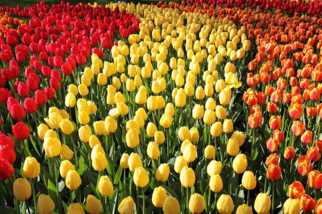 CK , Letecký poznávací zájazd, Holandská tulipánová cesta, Keuk