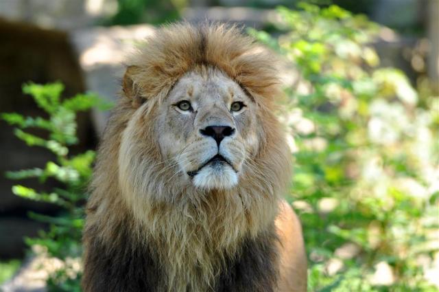 CK , autobusový poznávací zájazd, Legoland a ZOO Hellabrunn, zo