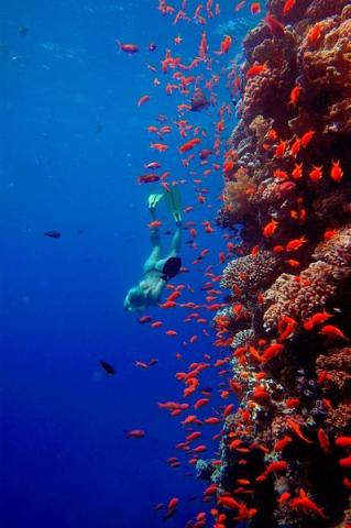 The Breakers Diving